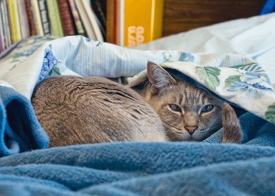 What Do You Mean You Want To Make The Bed? We're Sleeping Here!