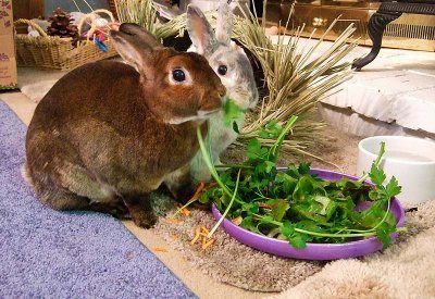 Sharing Salad Again