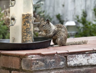 Baby Squirrel