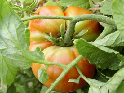 Tomatoes_6565.jpg