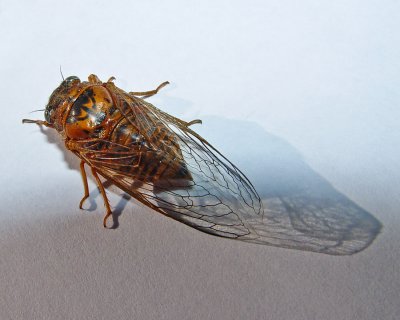 Cicaeda