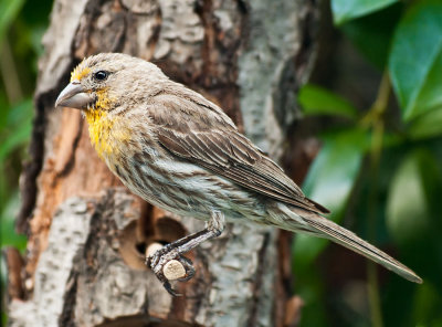 House Finch