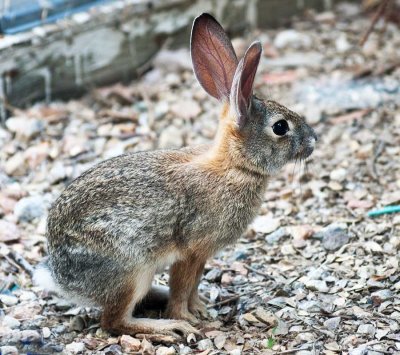 Baby Cottontail