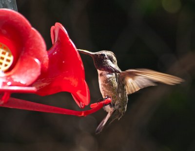 20100722_Hummers_0274.jpg