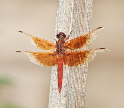 20100728_Insect_0306.jpg