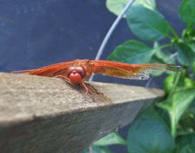 Tired Dragon Fly