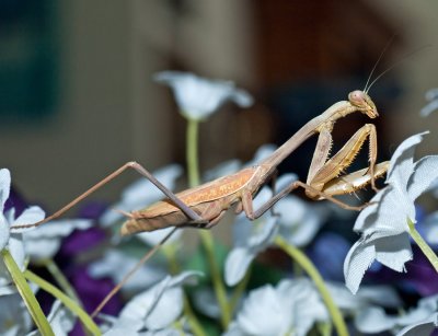 Mantis on artificial flowers