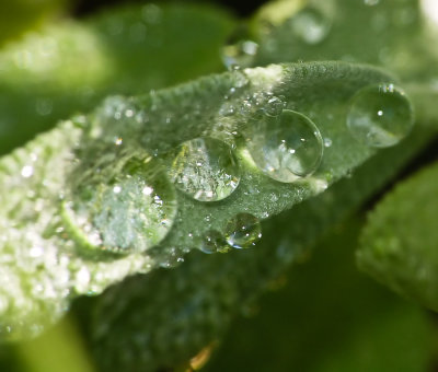 Water drops on sage leaf