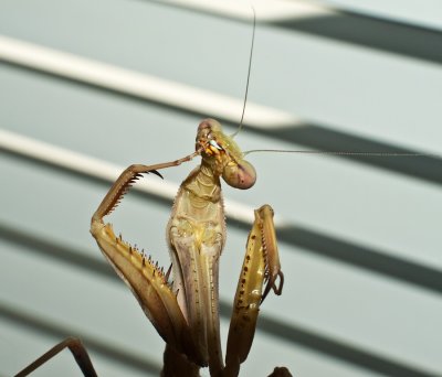 Mantis pedicure (or is that manicure?)