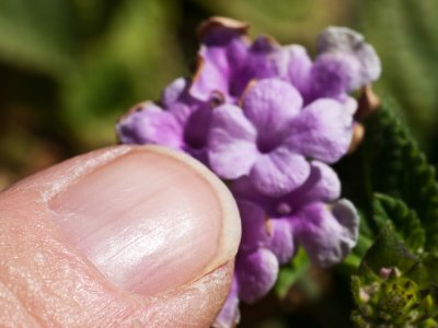 Lantana flower with finger to show size of flower