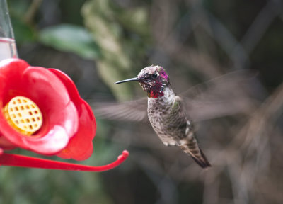 Ana's or Costa's humming bird (male)