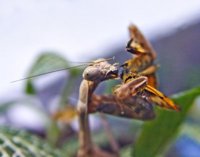 Mantis snack