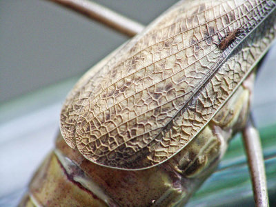 Detail of a Mantis wing