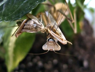 Mantis eating a cricket