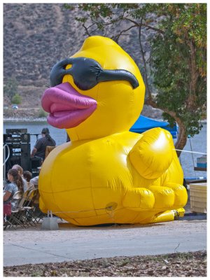 Rubber Ducky Regatta