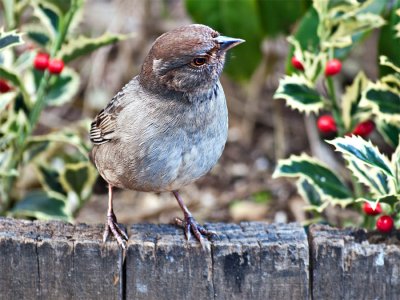 House Sparrow?