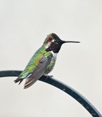 Profile of Male Costa's Hummingbird