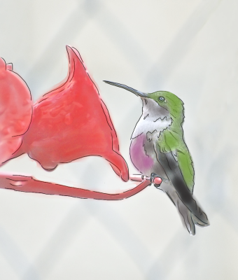 Hummingbird sketch and watercolor