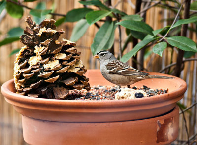 White Capped Sparrow