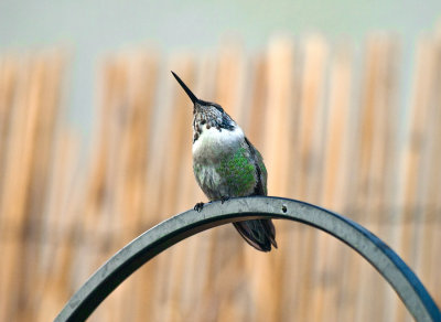 Ever vigilant, female Rufus or Ruby Throat