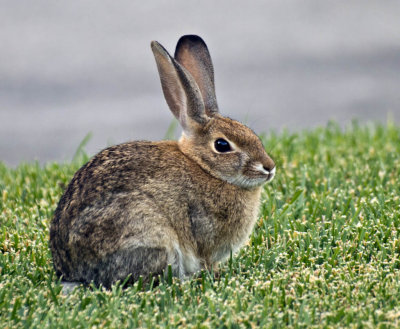 Cottontail