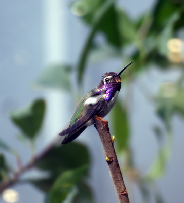 Male Anna's or Costa's hummingbird