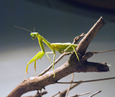 The delicate legs of the Praying Mantis