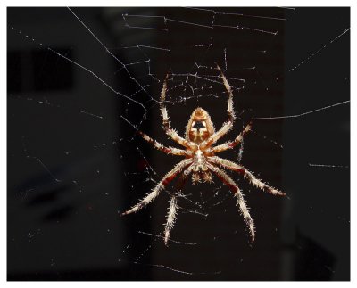 Argiope - Orb Weaver