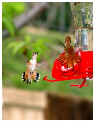 Hummingbirds