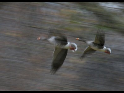Greylag geese