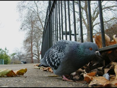 pigeon St James Park