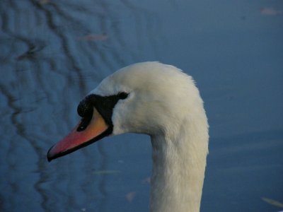 Mute swan