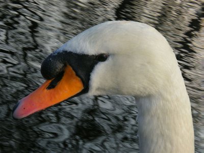 swan head