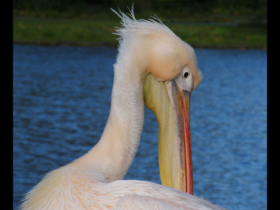 Pelican Preening
