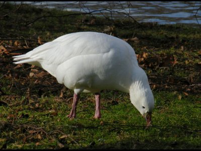 Ross Goose