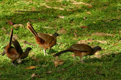 Three rufous vented chachalacas (national bird of Tobago), Speyside