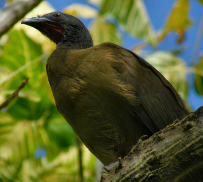 Chachalaca in tree