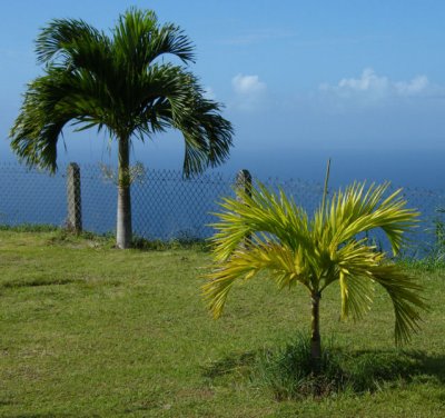 Palm Greenery, Mount Dillon