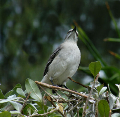 Tropical Mocking Bird, Speyside