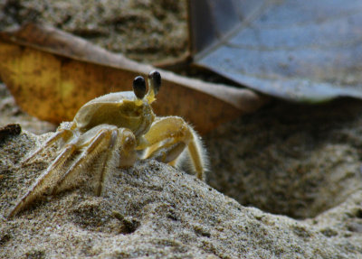 Sand or ghost crab, Charlotteville