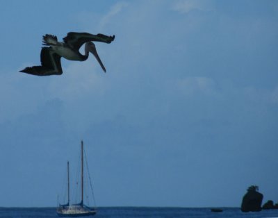 Brown Pelican diving, Pirates Bay, Charlotteville