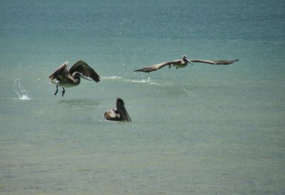 Threee pelicans, Charlotteville