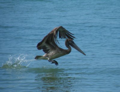 Pelican take off, Charlotteville