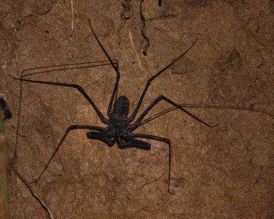 Large Whip Scorpion, rain forest at night