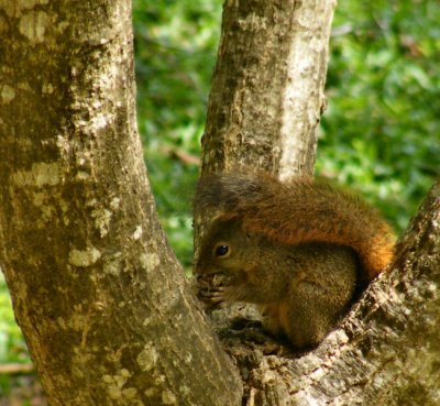 Imported Red Squirrel, Blue Waters Inn