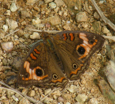 Brown Peacock type butterfly, Starwood Trail