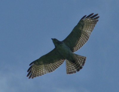 Small raptor, (not a Merlin) in flight