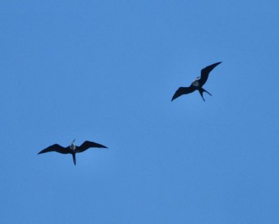 Magnificent Frigate Birds