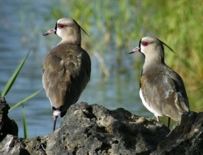 Southern lapwings near Scarborough