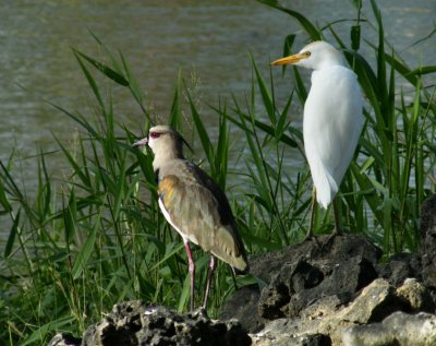 Southern Lapwing and Cattle Egret, Scarborough